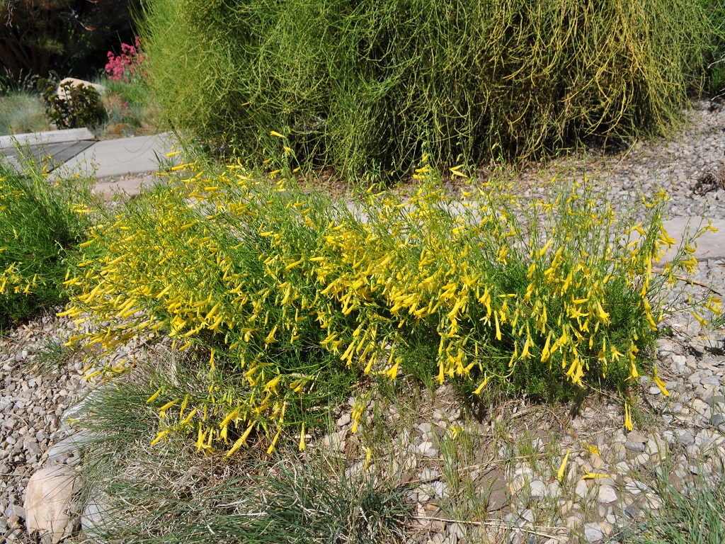 Yellow Pineleaf Penstemon Penstemon Pinifolius Mersea Yellow