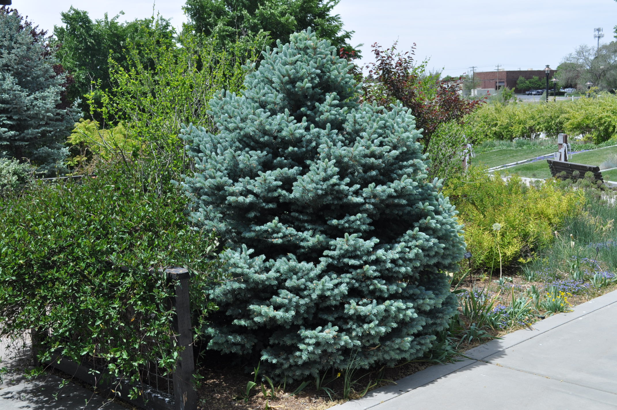 https://conservationgardenpark.org/file/03f46952-8664-4705-a387-fb08c81cde42/Picea-pungens-Montgomery---Montgomery-Blue-Spruce-2-.JPG