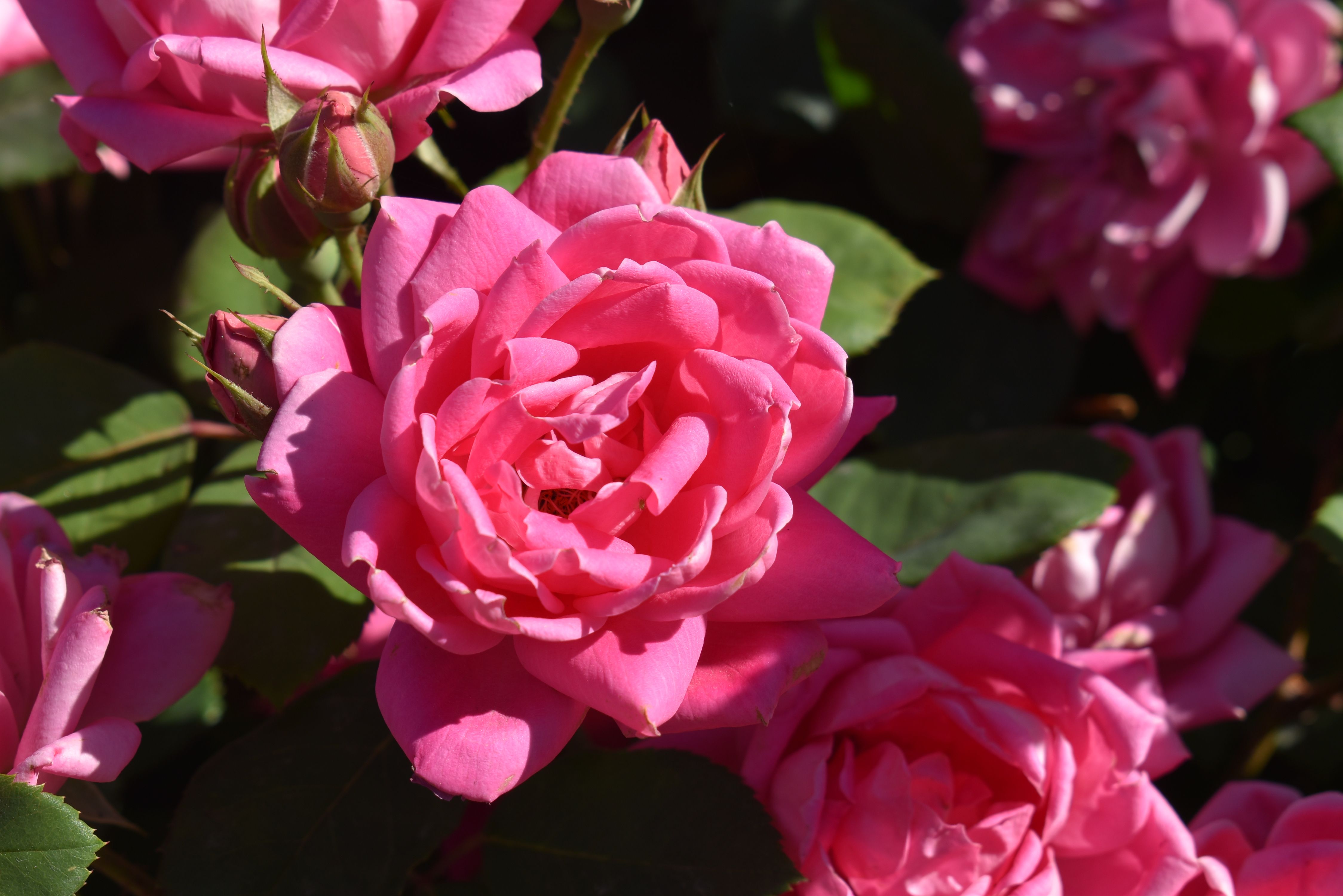 Pink Double Knock Out® — The Knock Out® Family of Roses