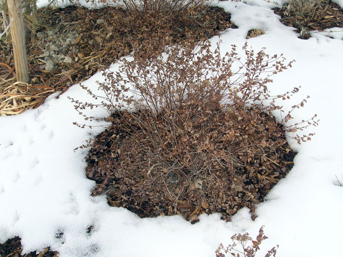 Image of Golden Spirea in Winter