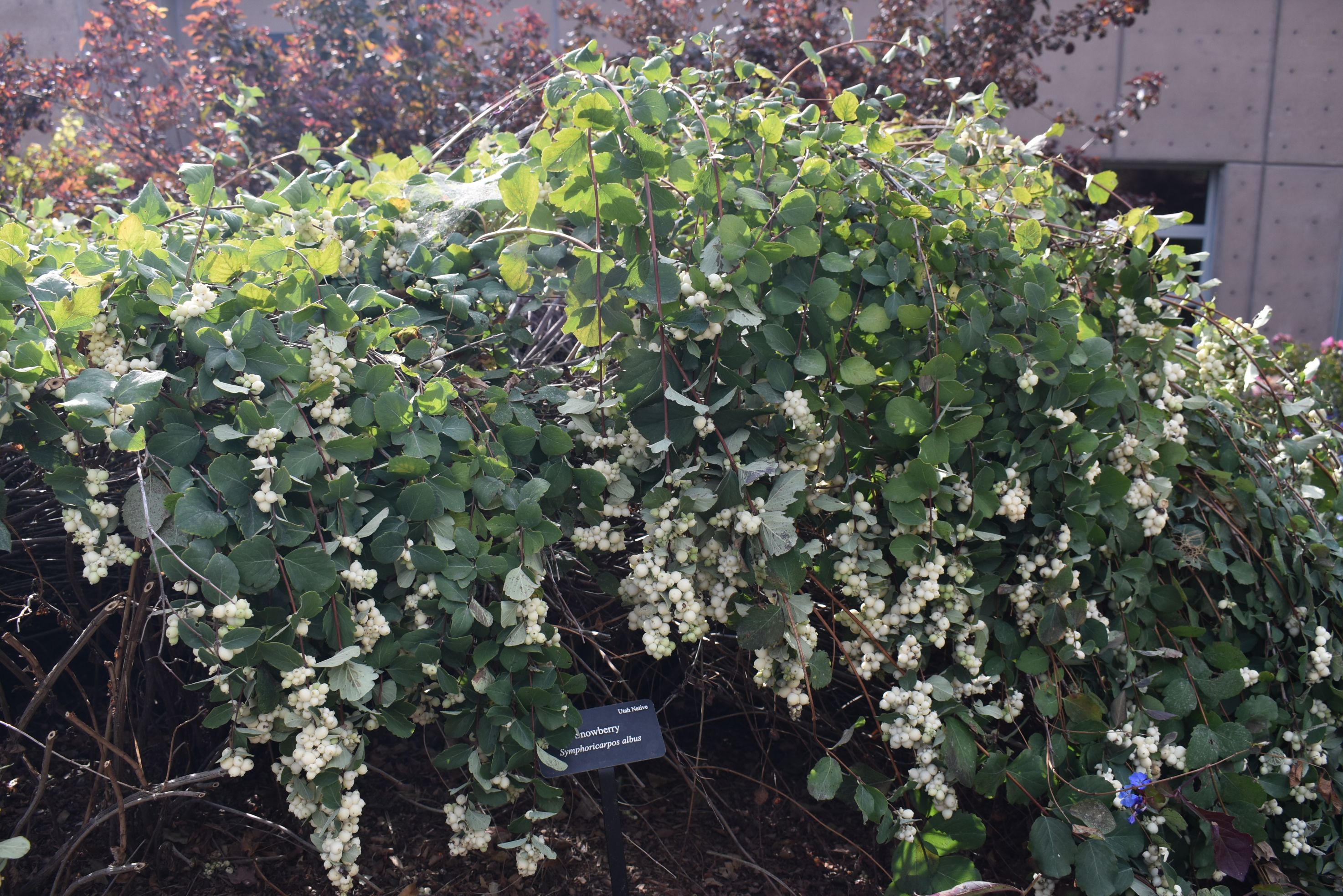 How to Grow and Care for Snowberry Bush