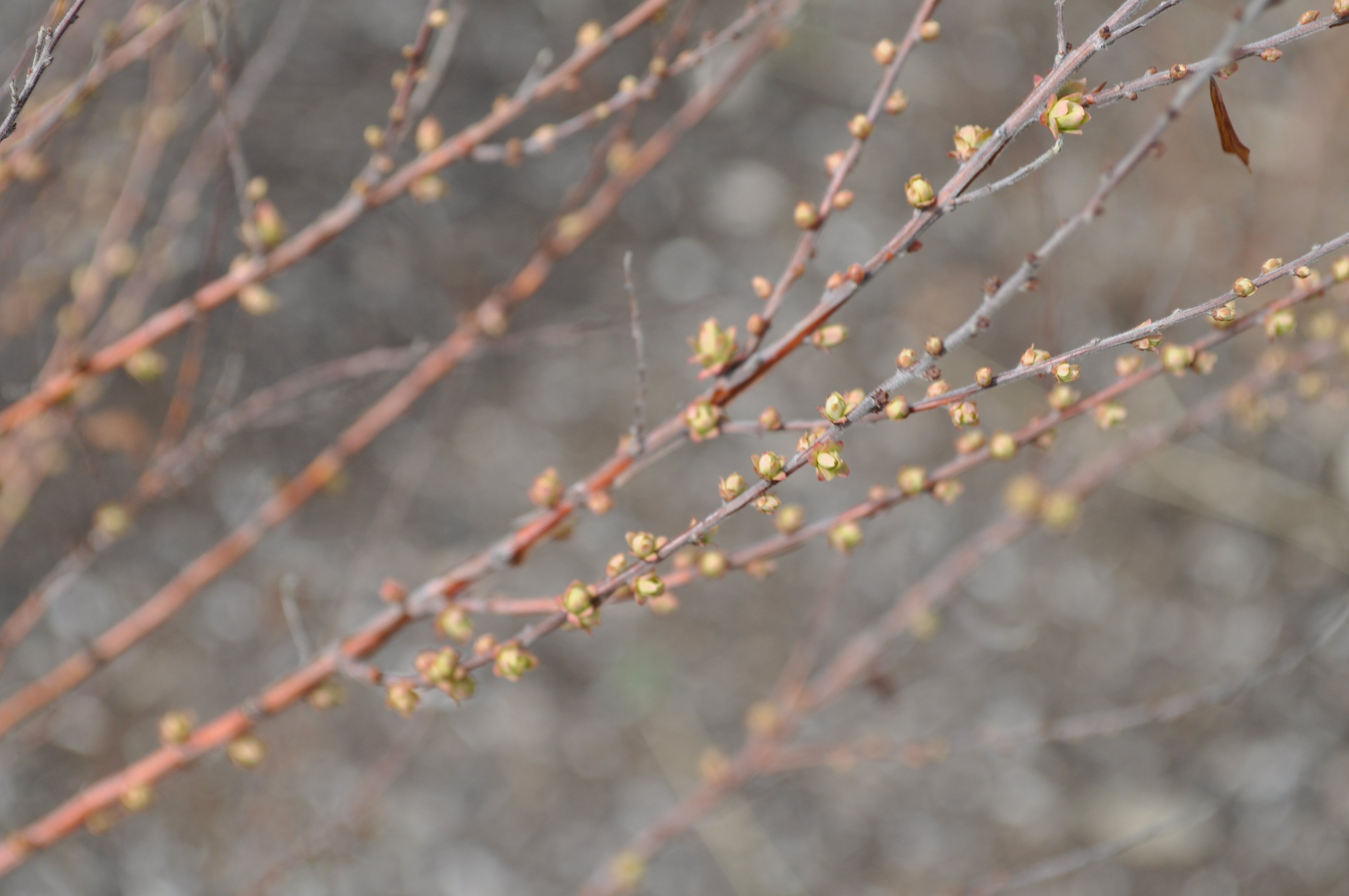 Image of Spiraea thunbergii in the winter