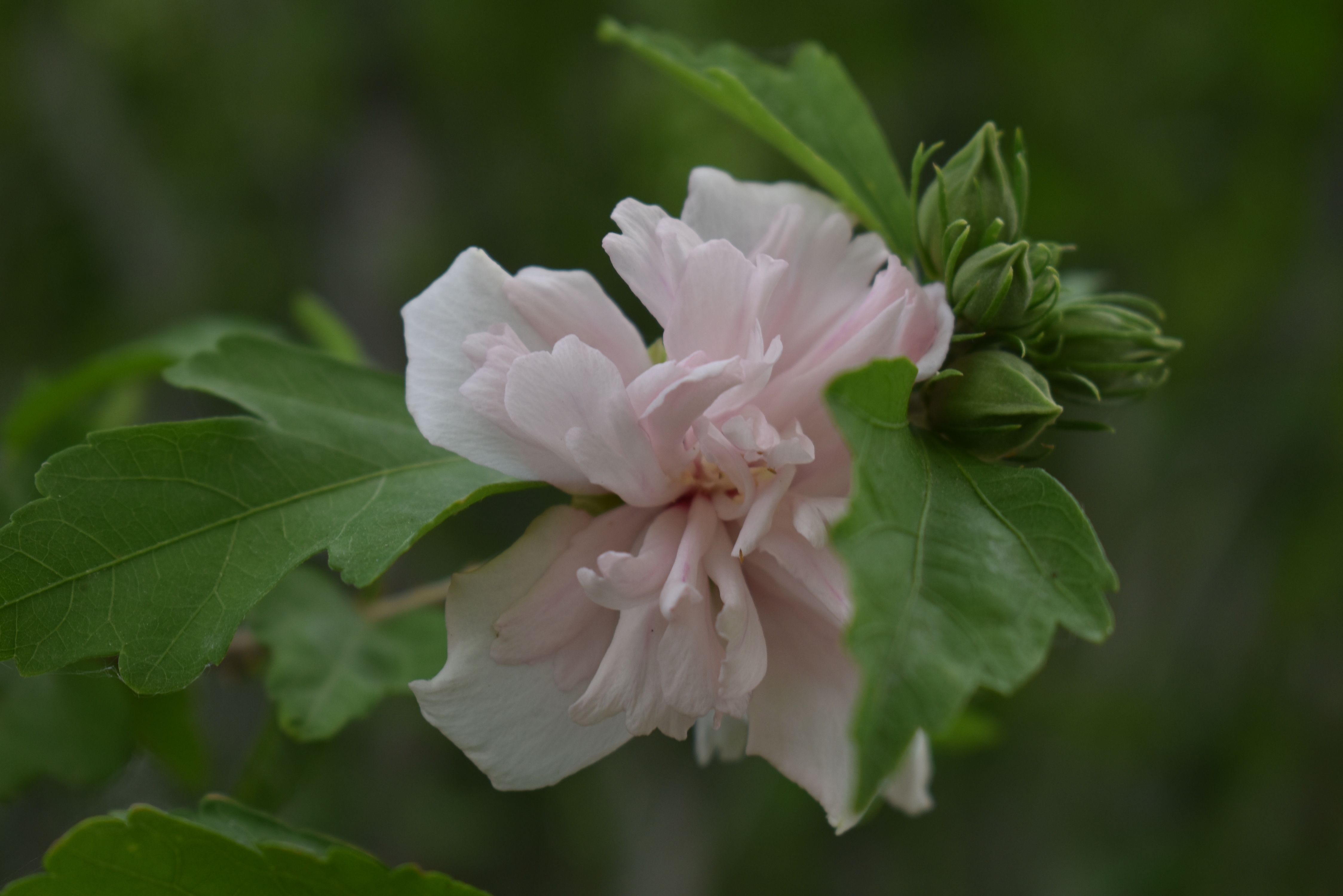 Hibiscus Syriacus 'Blushing Bride' - Degroot