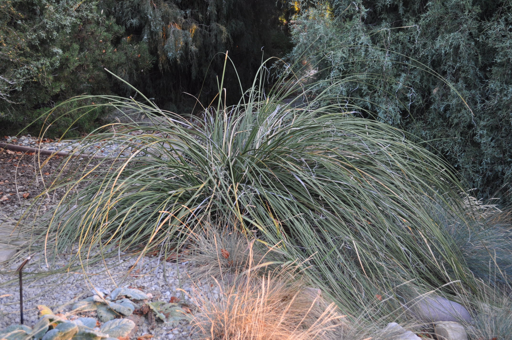 Sacahuista Bear-Grass, Nolina microcarpa, container plant | Borderlands  Plants