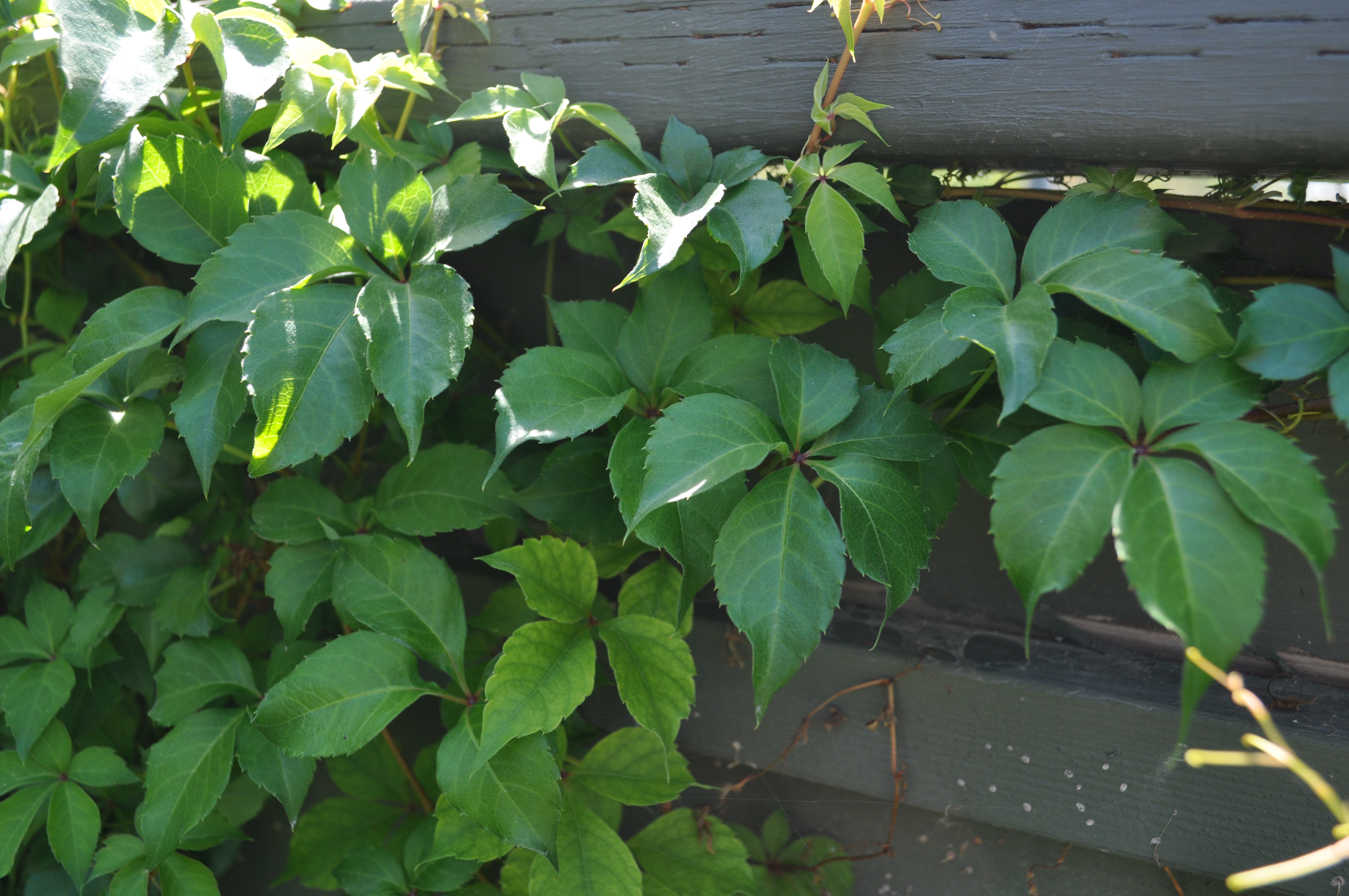 How to Grow and Care for Virginia Creeper