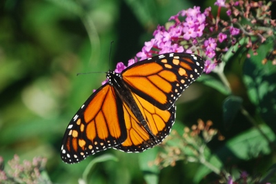 Getting Butterflies in Your Garden