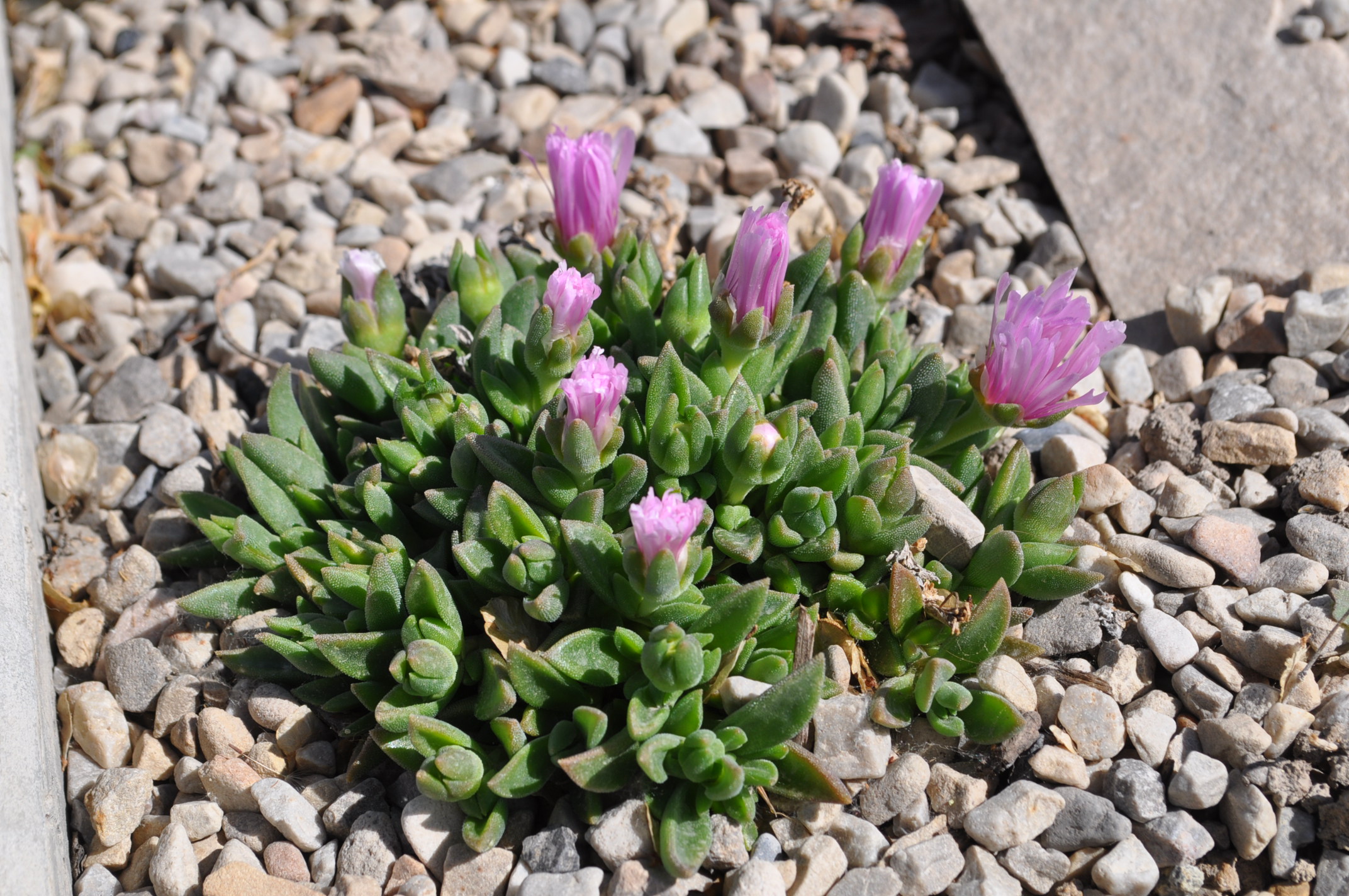 Lavender ice ice plant