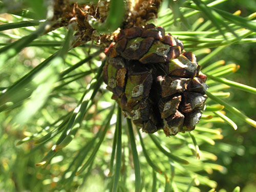 Slowmound Mugo Pine