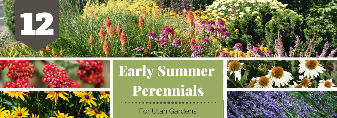 Early Summer Perennials For Utah