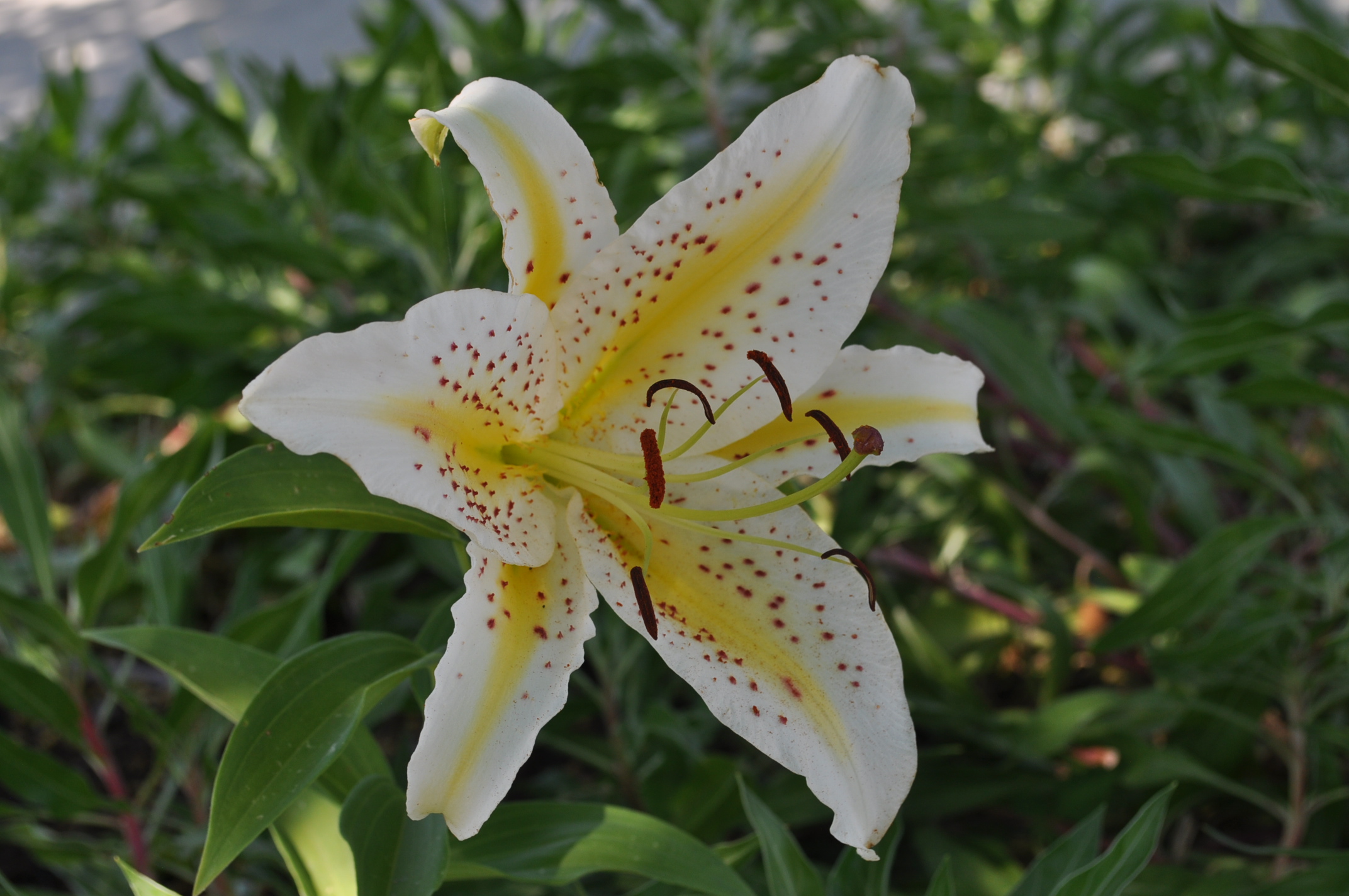 Gold Band Lily