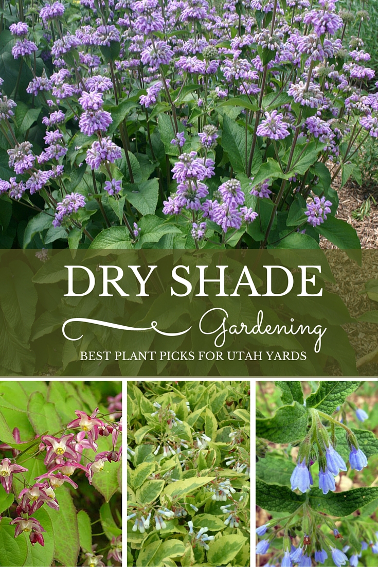 dry shade gardening