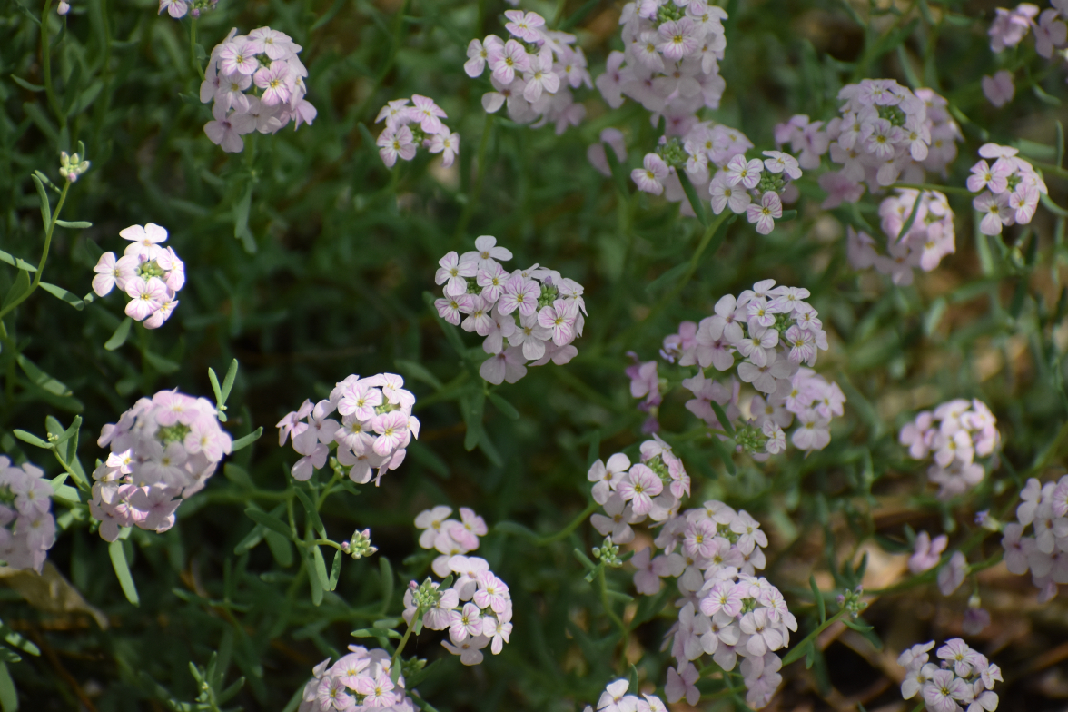 Persian Garden Cress