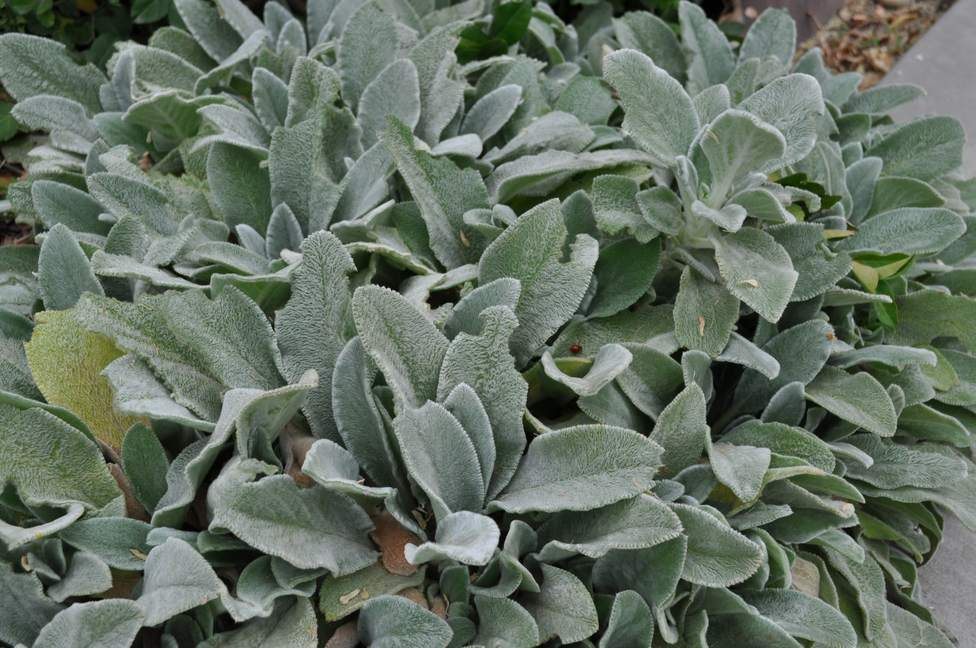 Lamb's Ear