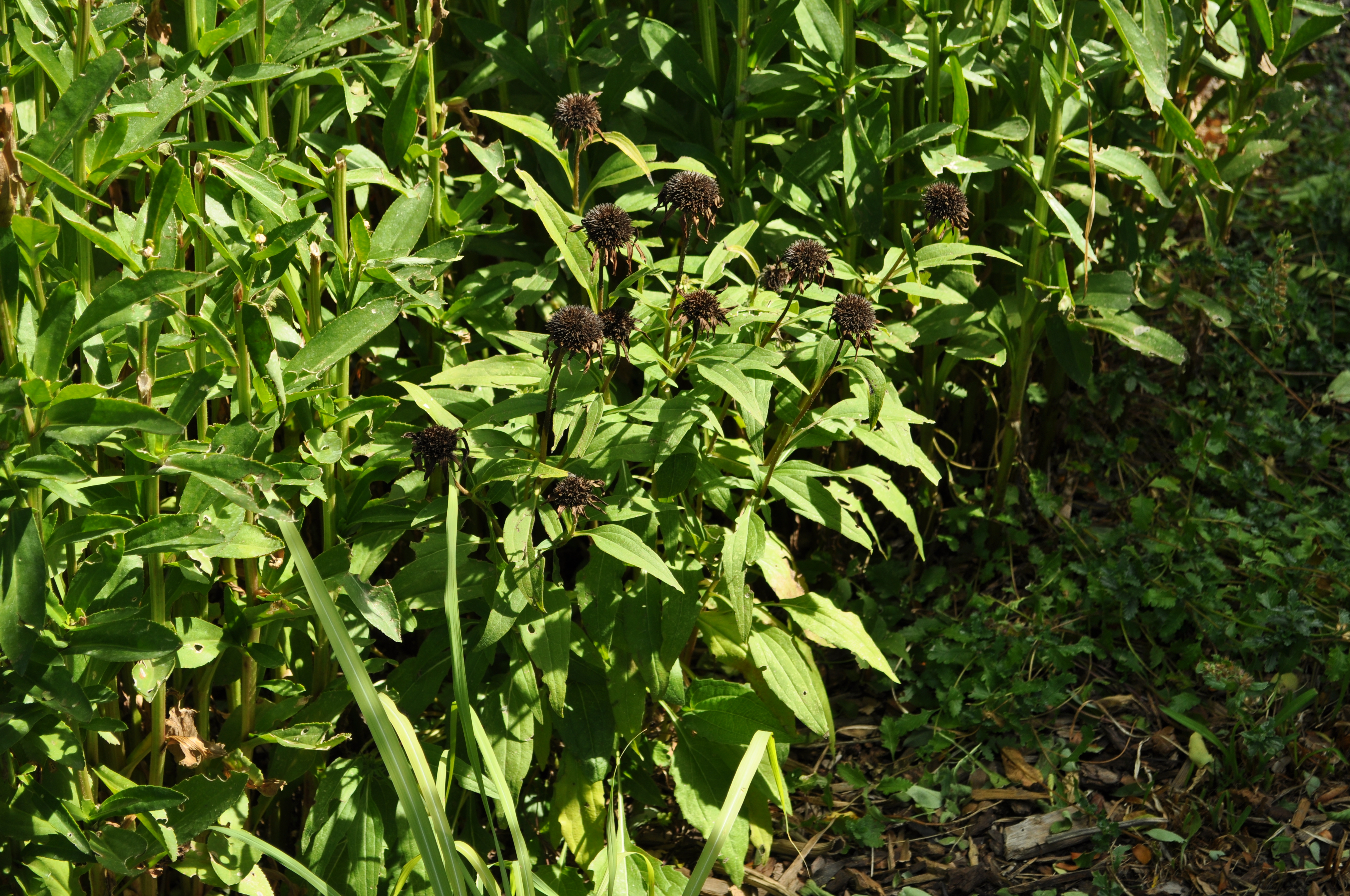 Double Scoop Cranberry Coneflower (Echinacea 'Balscanery') in