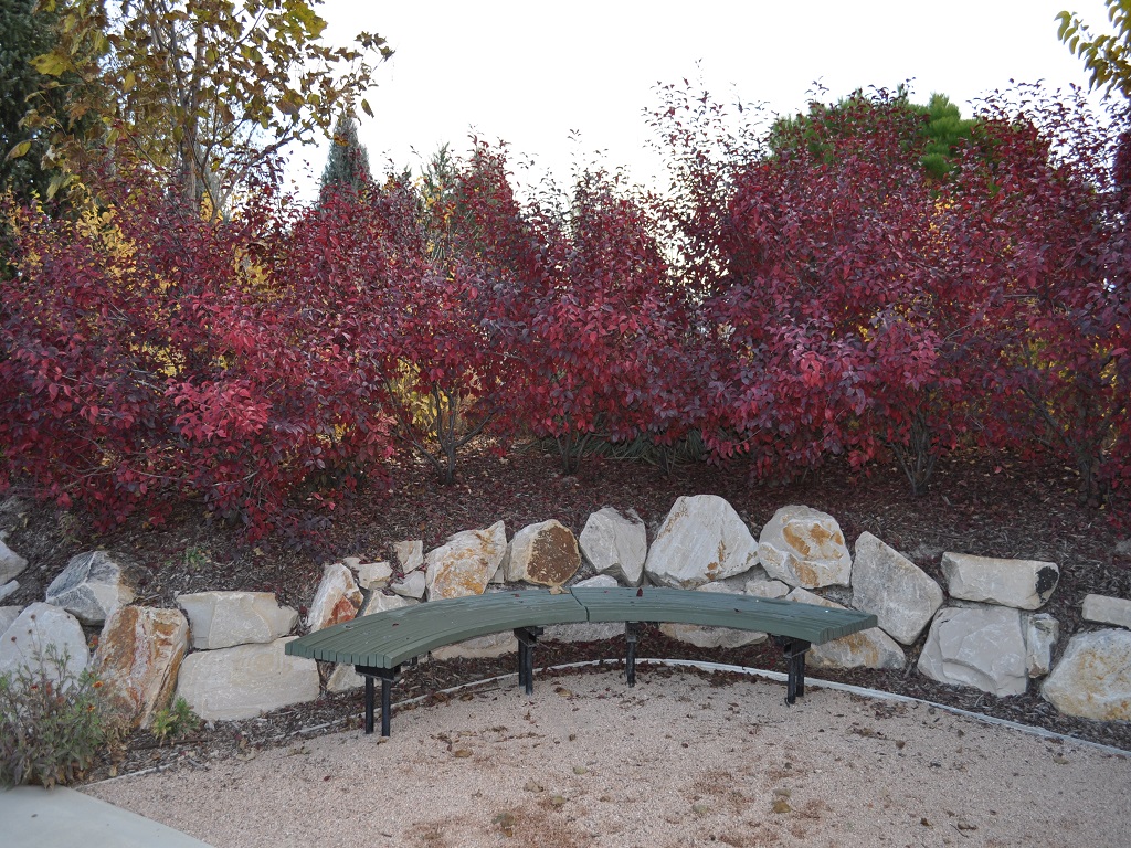 Image of Sand cherry shrub in park