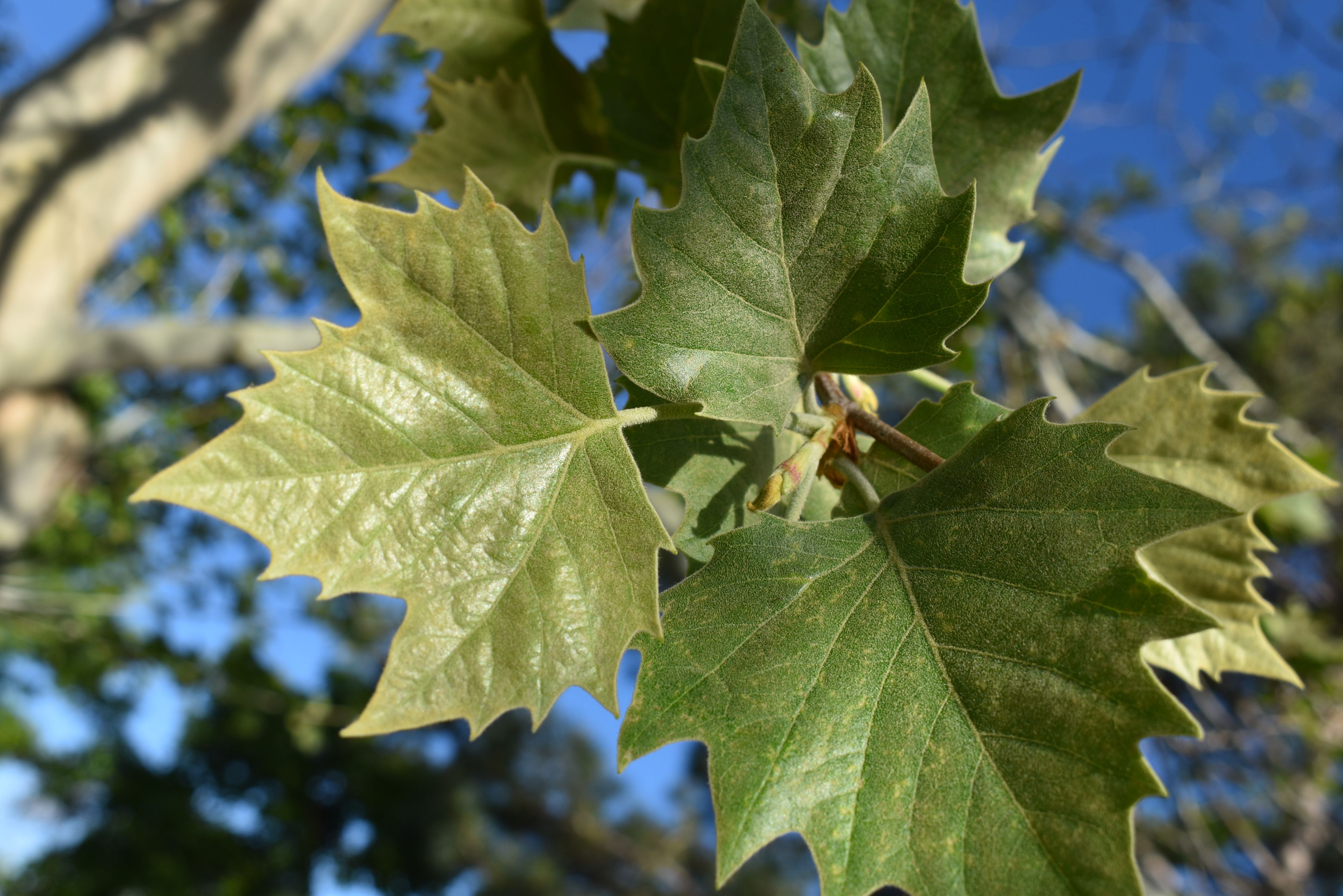 london-plane-tree