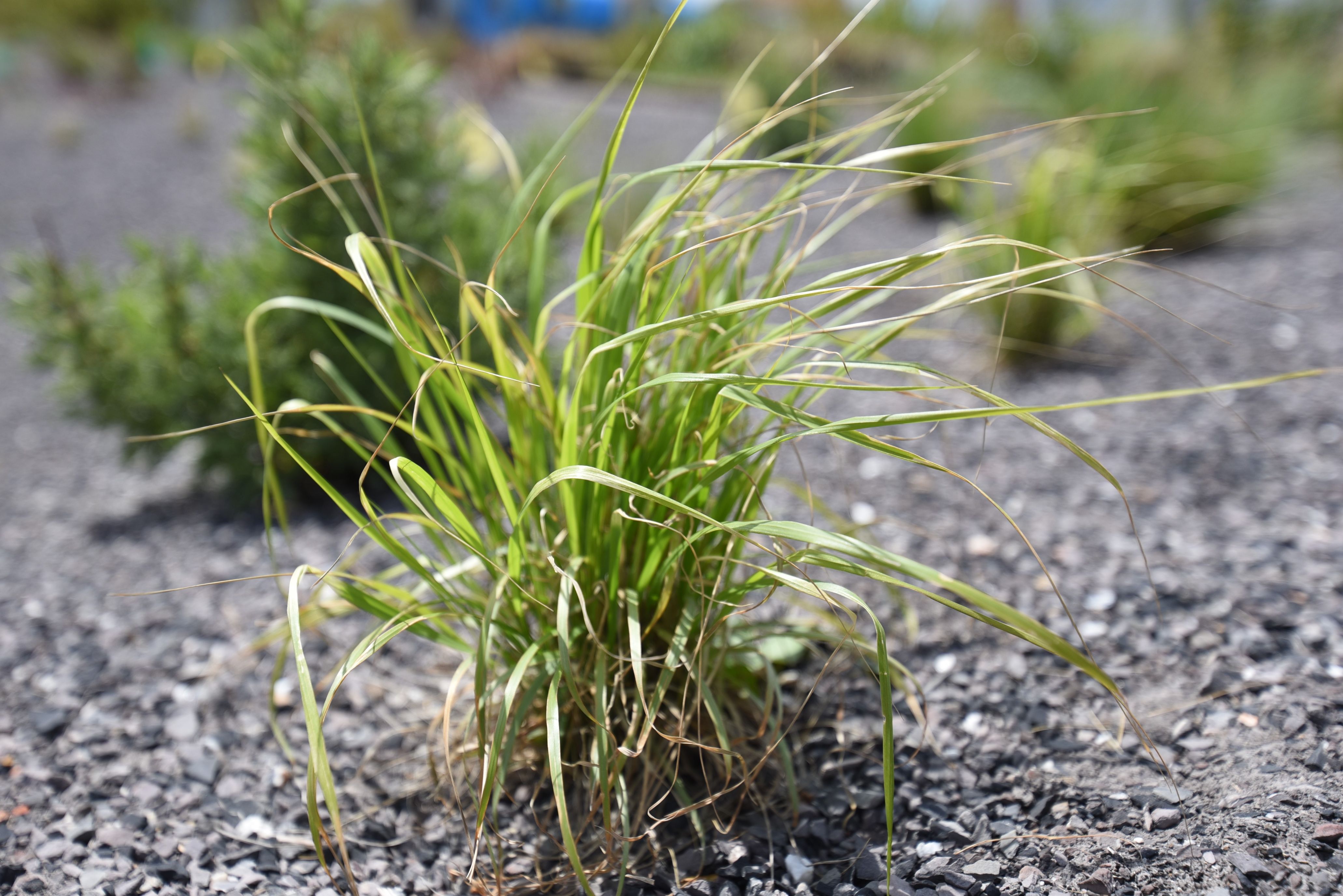 Indian Steel Indian Grass