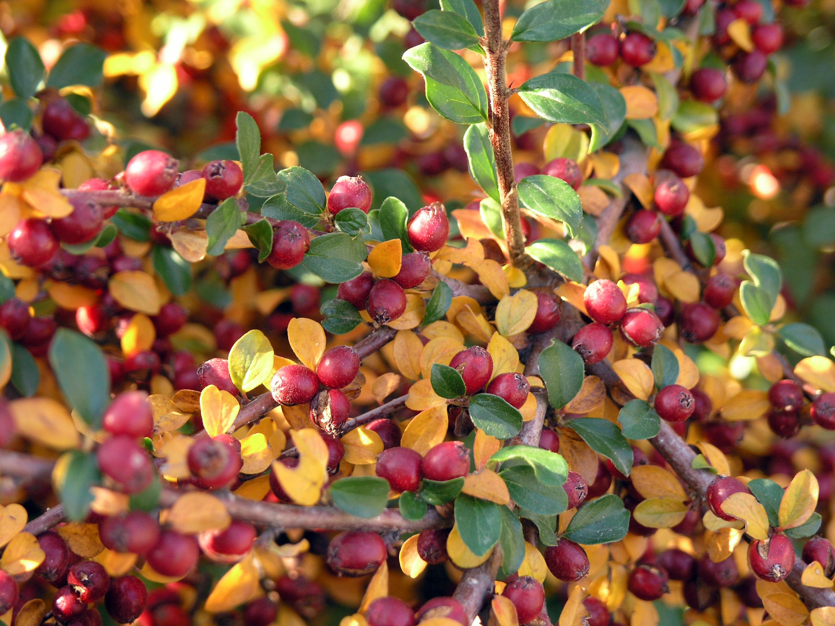Image of Cranberry Cotoneaster in fall