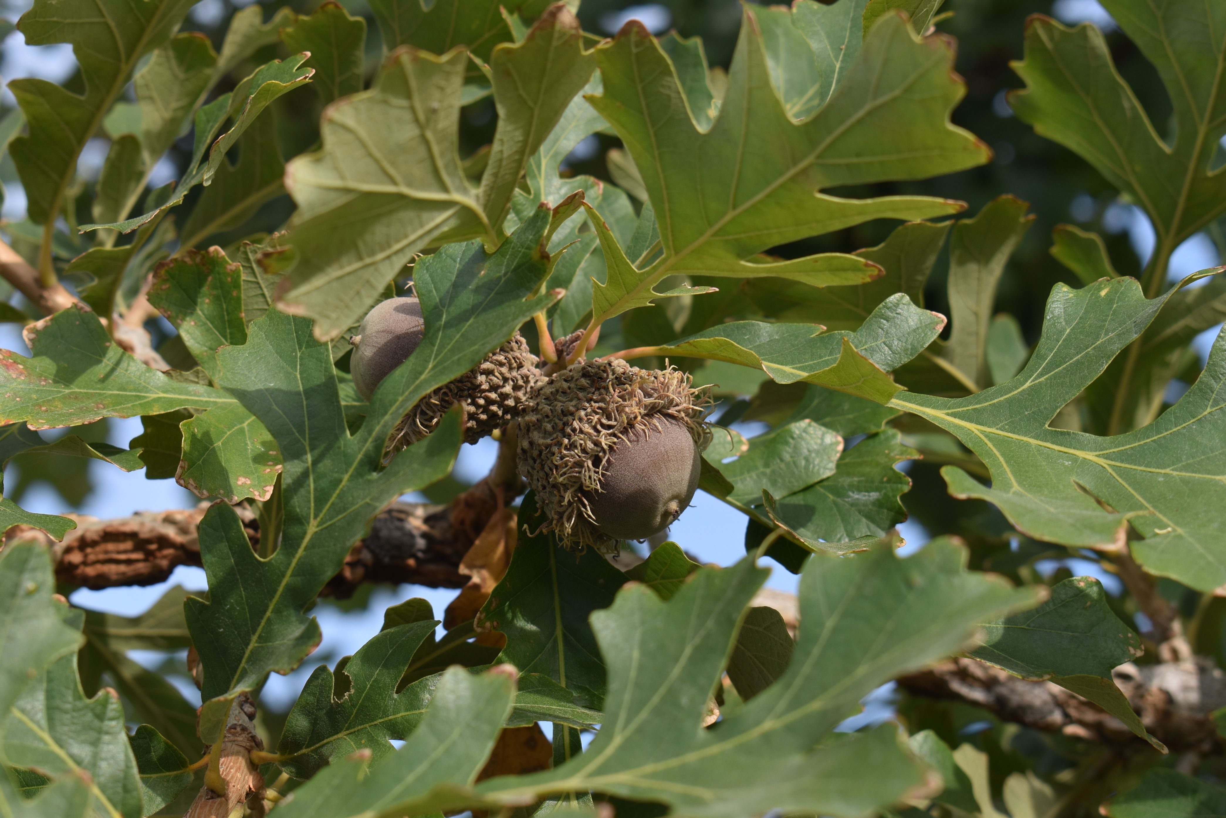 Bur Oak