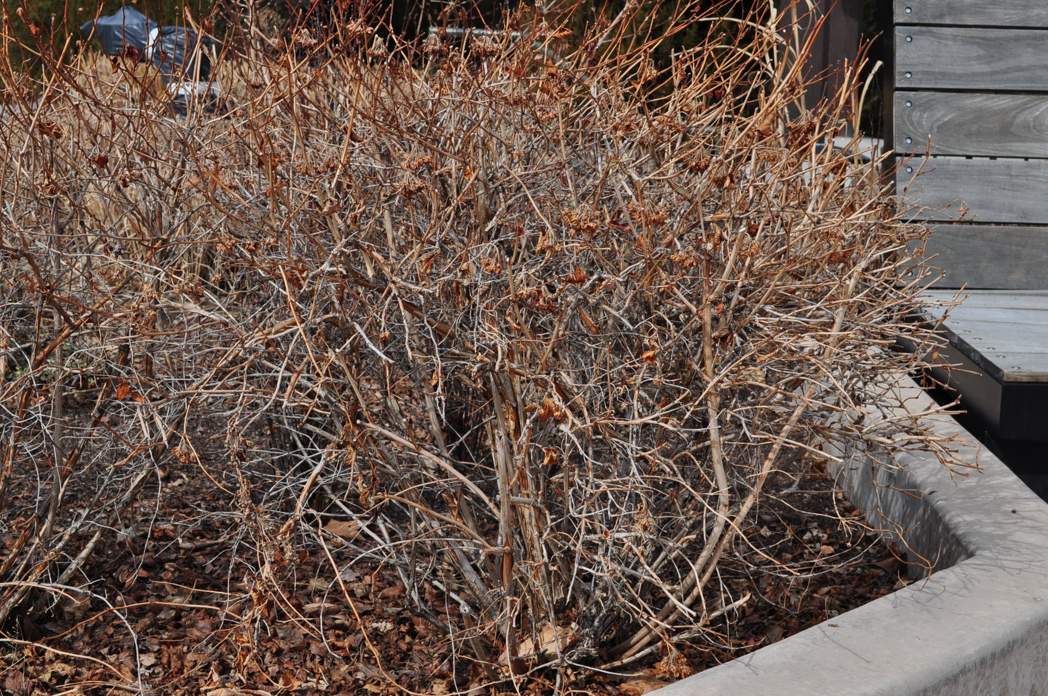 Image of Physocarpus darts gold shrub in winter