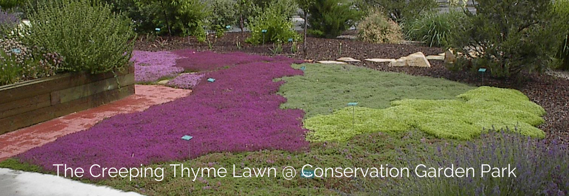Carpet-forming-perennials-for-spring-gardens