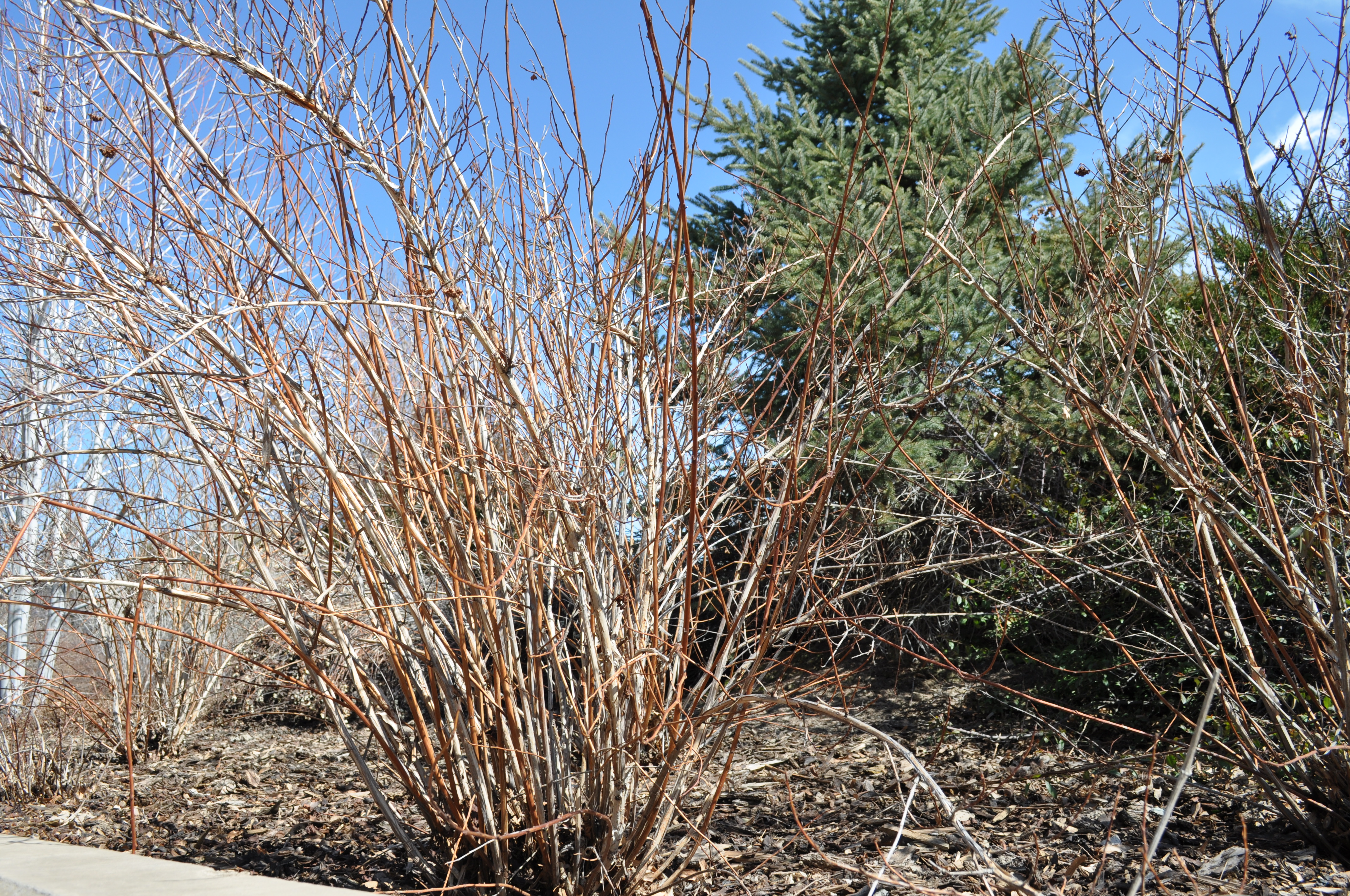 Image of Physocarpus opulifolius Summer Wine shrub in winter