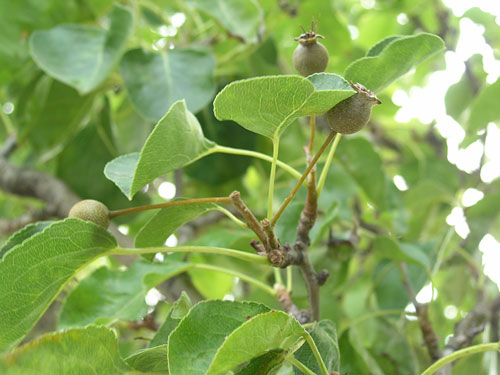 Bradford Flowering Pear