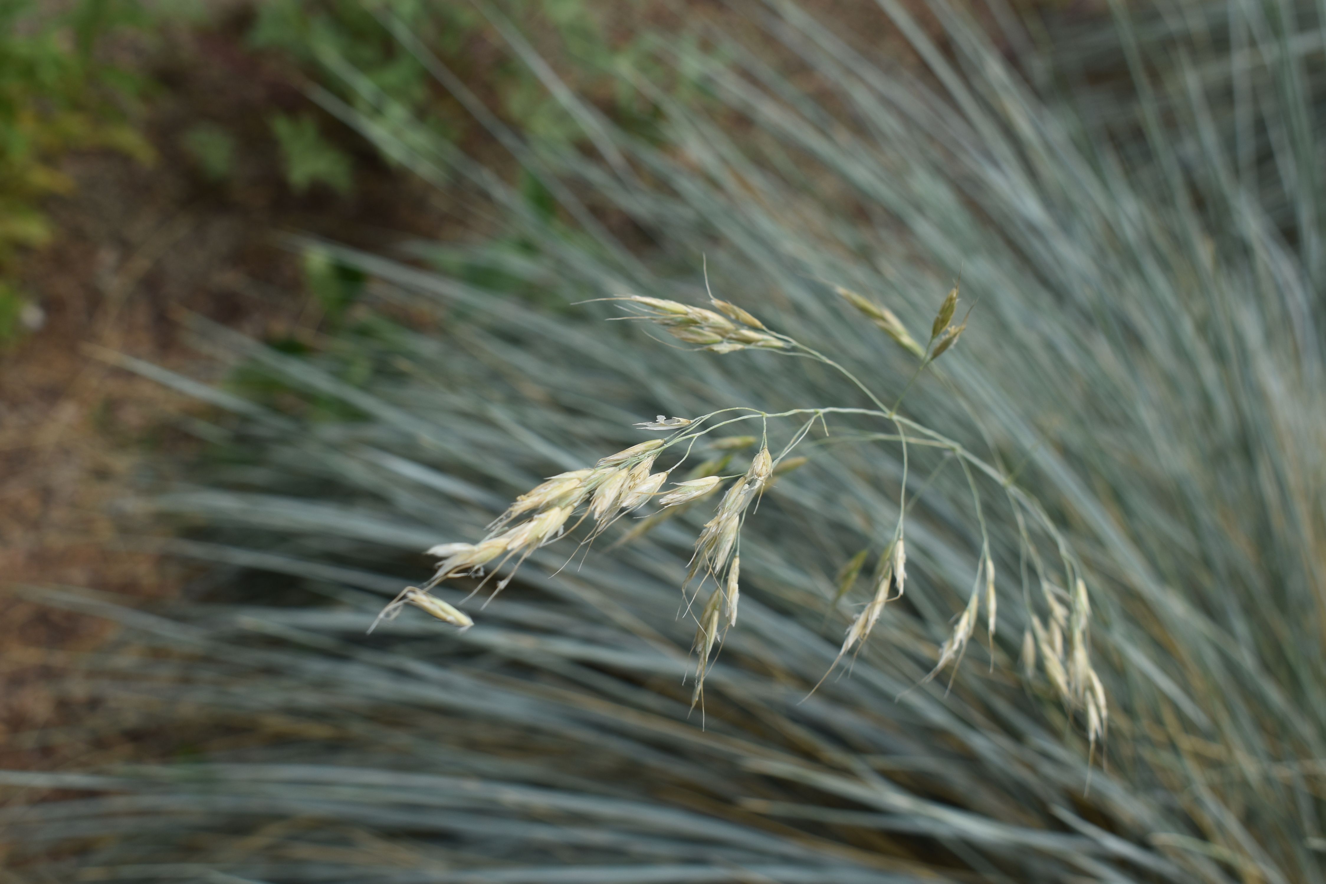 Blue Oat Grass
