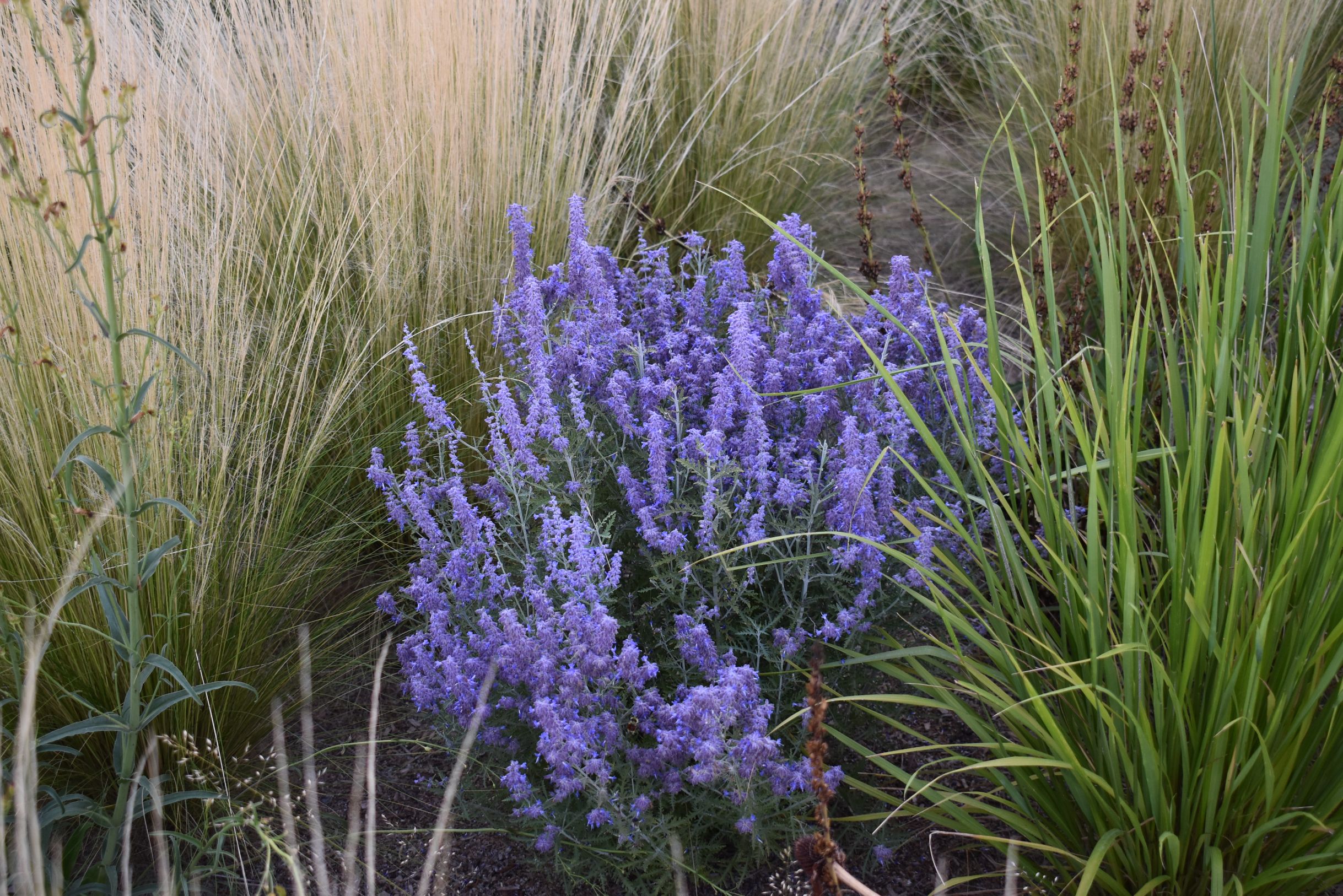 Denim 'n Lace Russian Sage