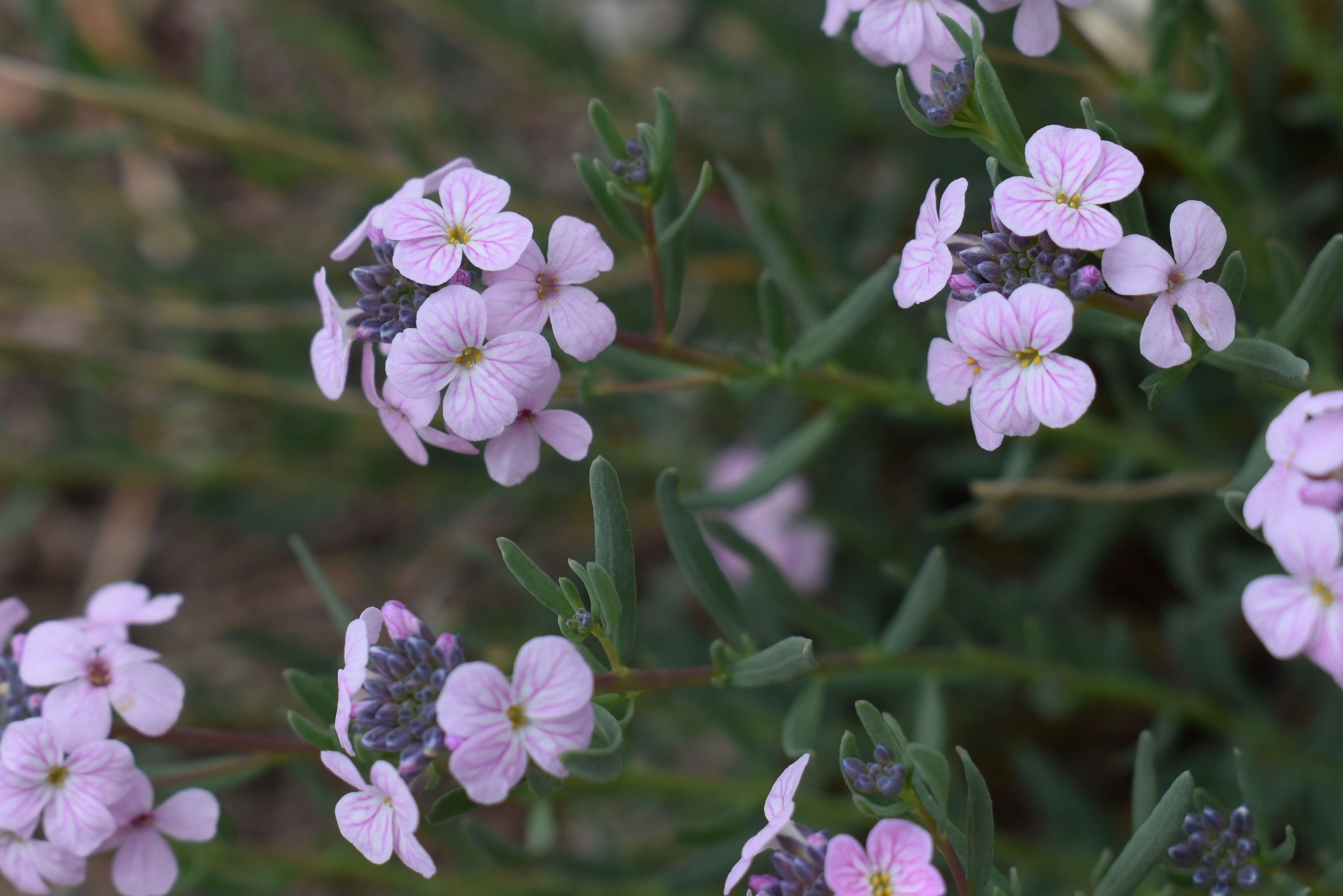 Persian Cress